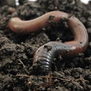 Rainworms to increase a member