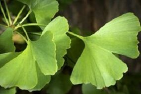 Ginkgo Biloba Leaves for Penis Growth